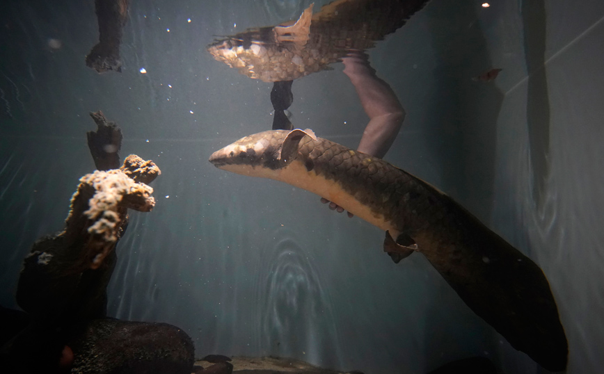 Ο Μαθουσάλας το αρχαιότερο ψάρι ενυδρείου στον κόσμο Ο Μαθουσάλας το αρχαιότερο ψάρι ενυδρείου στον κόσμο