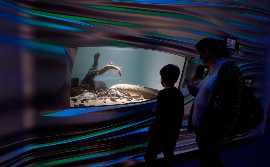 Ο Μαθουσάλας το αρχαιότερο ψάρι ενυδρείου στον κόσμο Ο Μαθουσάλας το αρχαιότερο ψάρι ενυδρείου στον κόσμο