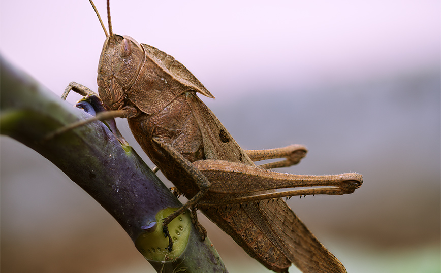 Ακρίδα Ακρίδα
