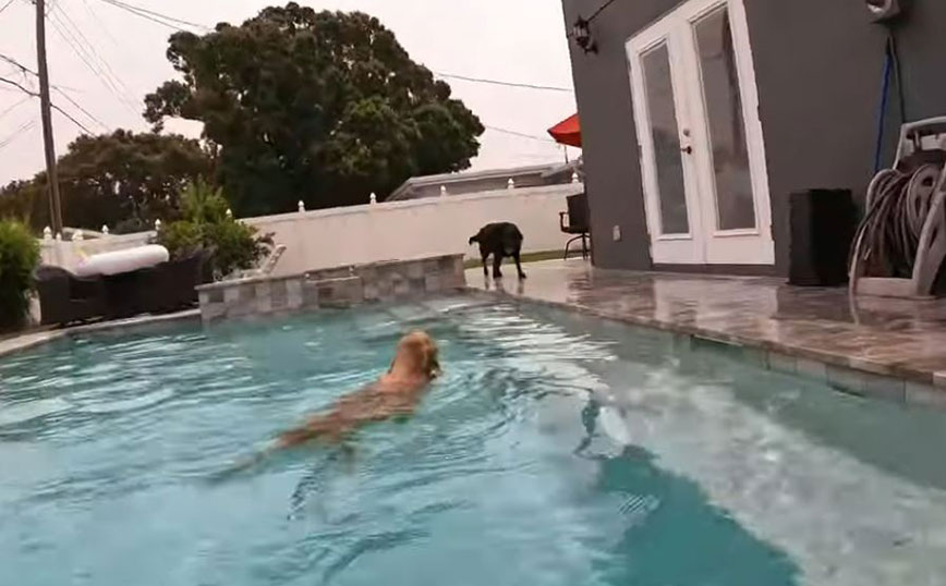 Σκύλος&#8230; δεινός κολυμβητής