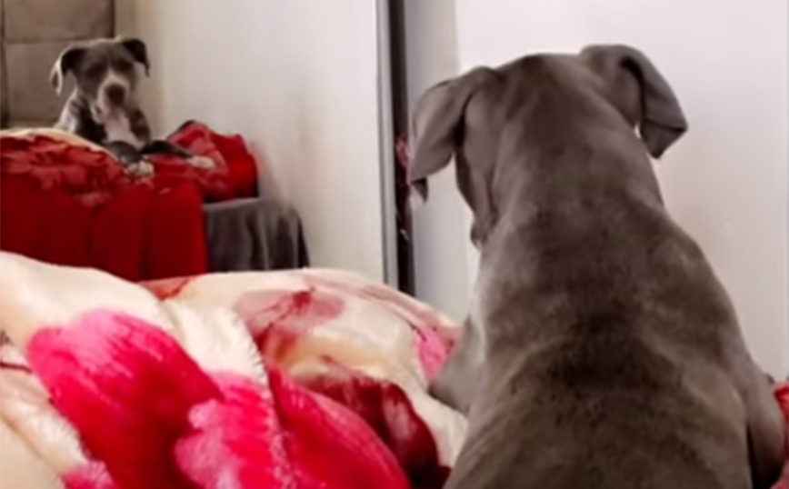 Σκύλος βλέπει για πρώτη φορά το είδωλό του στον καθρέφτη