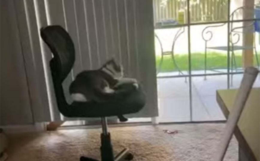 Ένα βίντεο που θα σου θυμίσει πολλά αν έχεις γάτα στο σπίτι