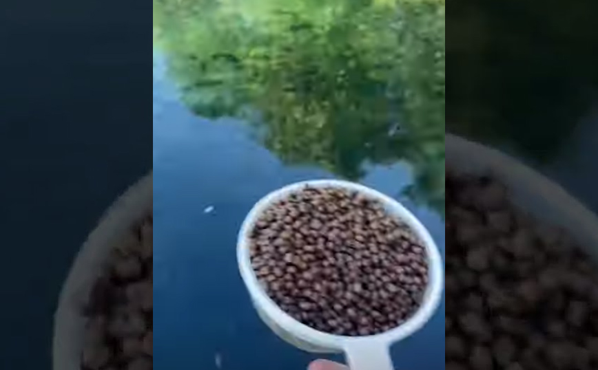 Τι συμβαίνει όταν πετάς φαγητό σε μια λίμνη γεμάτη ψάρια