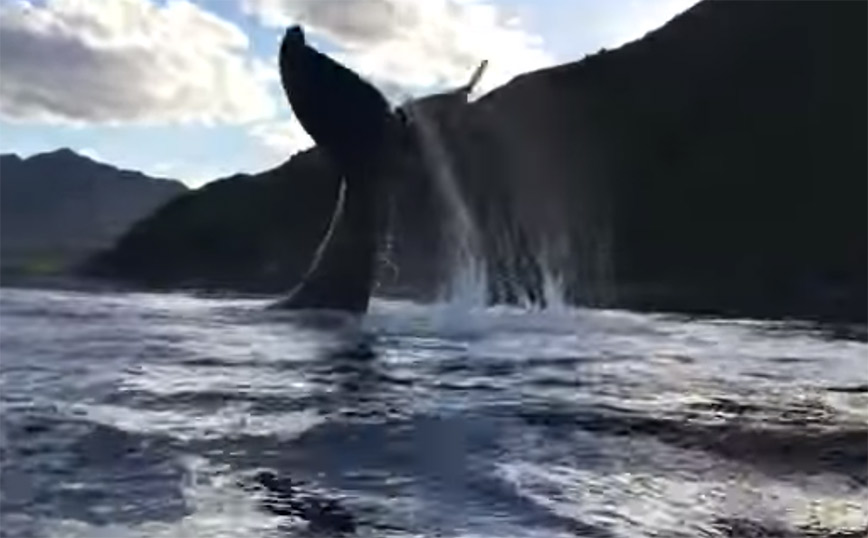 Φάλαινα δείχνει σε καγιάκερς ποιος είναι το αφεντικό