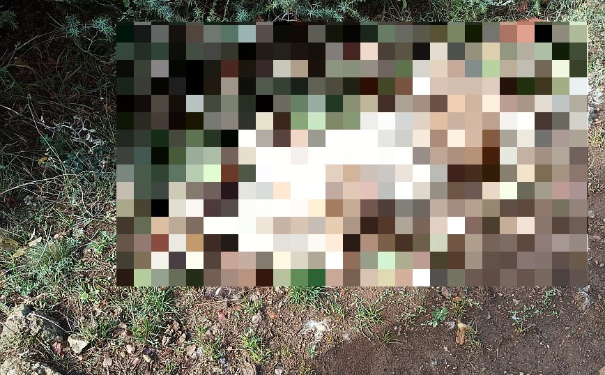 Φιλοζωική εταιρεία επικήρυξε με 1.000 ευρώ τον δράστη που σκότωσε με άγριο τρόπο δύο σκυλιά &#8211; Προσοχή σκληρές εικόνες