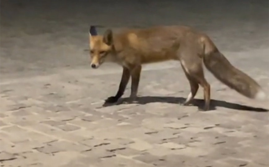 Αλεπού έκοβε βόλτες στην… Ακρόπολη – Viral το βίντεο στο TikTok