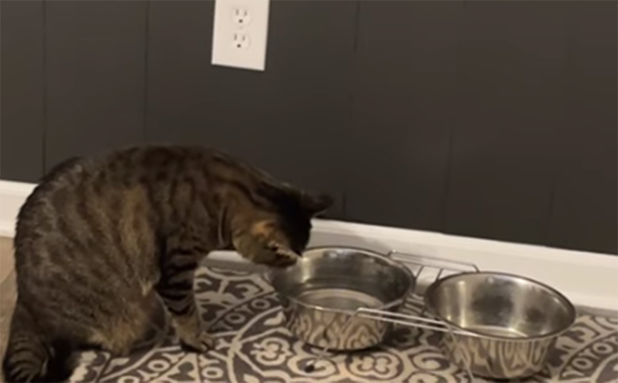 Γάτα πίνει νερό από το μπολ με έναν αρκετά παράξενο τρόπο