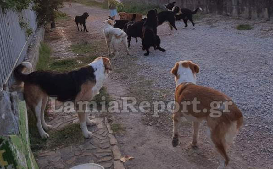 Καμένα Βούρλα: Αγέλη σκύλων επιτίθεται και σκότωσε δεσποζόμενο σκύλο