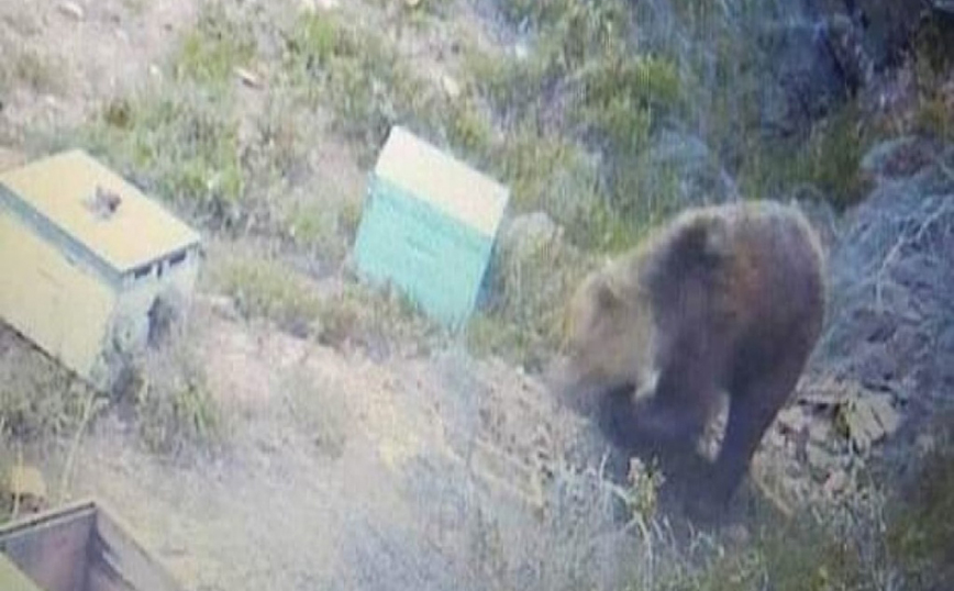 Αρκούδα «κόβει» βόλτες στην Χαλκιδική και έχει κατασπαράξει τα μελίσσια