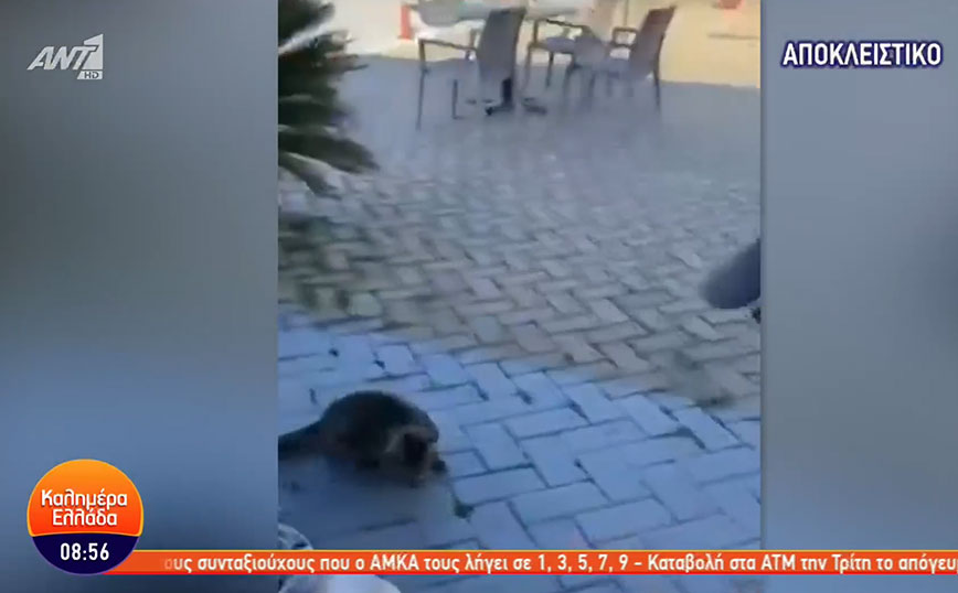 Νέο περιστατικό κακοποίησης ζώου στη Θάσο: Δελέασε τη γάτα με μεζέ και τη χτύπησε στο κεφάλι