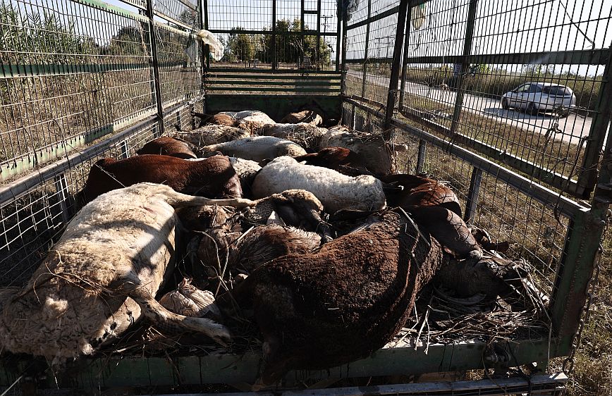 Δύσκολη η συλλογή των νεκρών ζώων σε Τρίκαλα και Λάρισα &#8211; Τι αναφέρει ο υφυπουργός Αγροτικής Ανάπτυξης