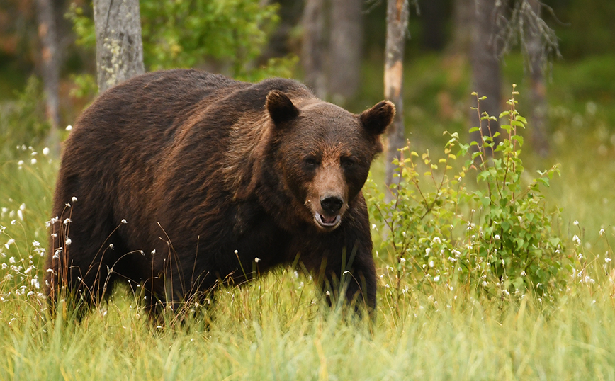 Αυξήθηκε ο πληθυσμός τους και οι αρκούδες κατεβαίνουν σε κατοικημένες περιοχές  για να βρουν τροφή