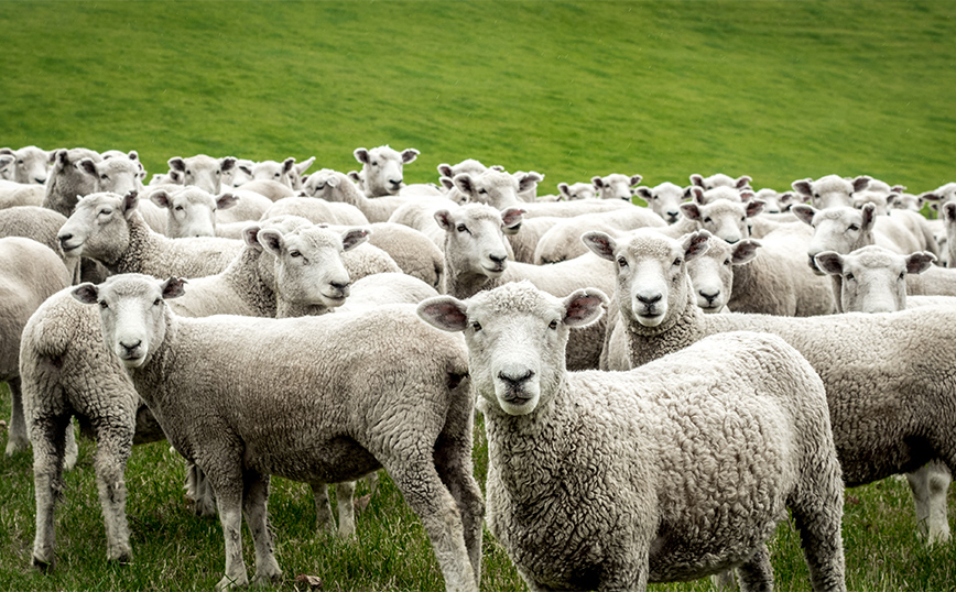 Κτηνοτρόφος προσέλαβε ιδιωτικό ελικόπτερο για να σώσει τα πρόβατά του που εγκλωβίστηκαν σε χαράδρα &#8211; «Δεν τα παρατάω, είναι ζώα μου, δεν είναι αριθμοί»