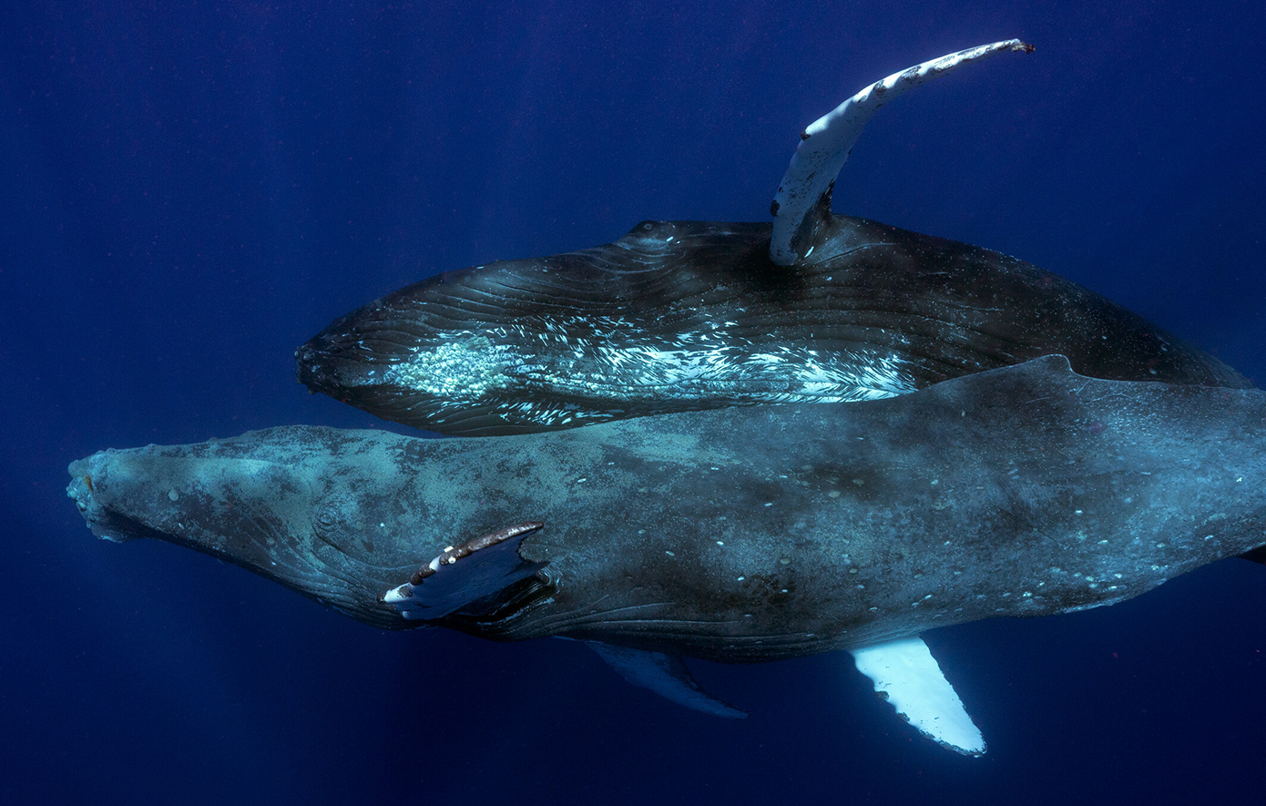 Σπάνιο φαινόμενο καταγράφηκε από φωτογράφους &#8211; Δύο αρσενικές μεγάπτερες φάλαινες έκαναν σεξ
