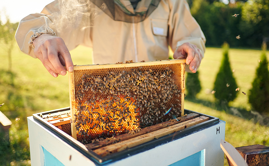 «Τοξικό κοκτέιλ» για την ελληνική μελισσοκομία λόγω κλιματικής αλλαγής και ελληνοποιήσεων προϊόντων μελιού