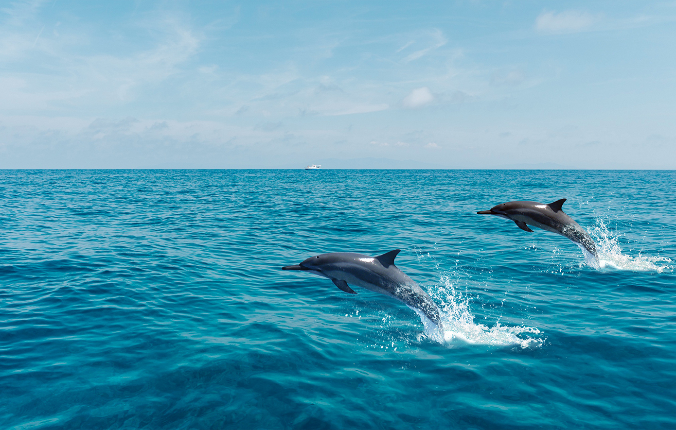 Ακρωτηριασμένο δελφίνι βρέθηκε στη Σάμο – «Το άφησαν να πεθάνει από αιμορραγία»
