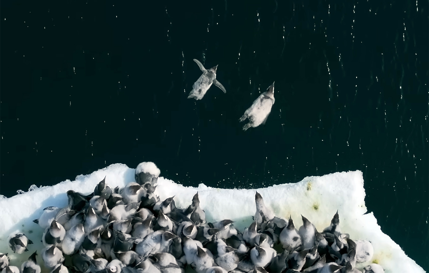 Φανταστικό βίντεο του National Geographic με ατρόμητα μωρά πιγκουίνους που βουτούν από γκρεμό για το πρώτο τους μπάνιο