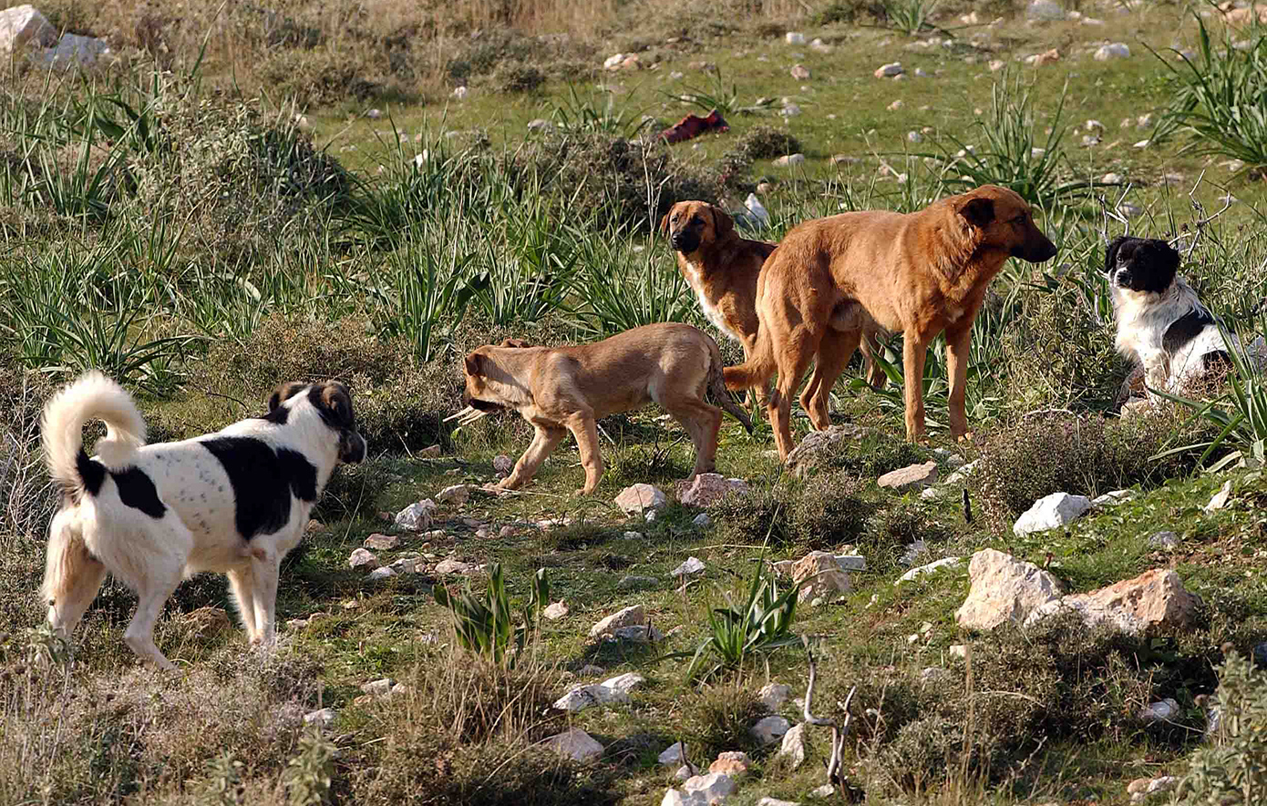 Μαζική εκκαθάριση στους δρόμους του Μαρόκου για το Μουντιάλ &#8211; Έχουν θανατώσει τρία εκατομμύρια σκυλιά