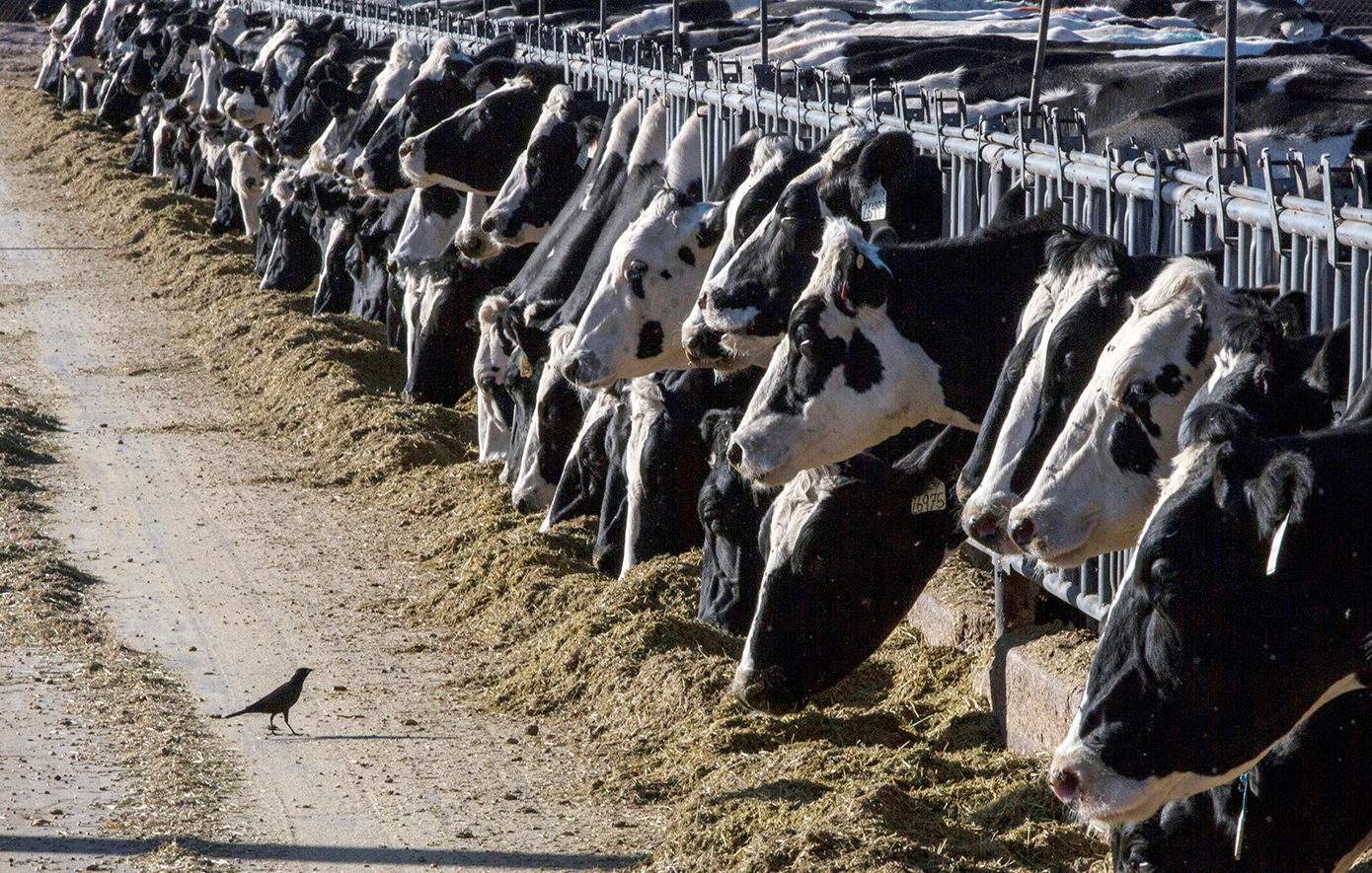 ΗΠΑ: Θανατώθηκαν αγελάδες που νόσησαν από τη γρίπη των πτηνών