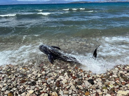 Λουόμενοι έσωσαν δελφίνι στο Ναύπλιο &#8211; &#8211; Βίντεο και φωτογραφίες
