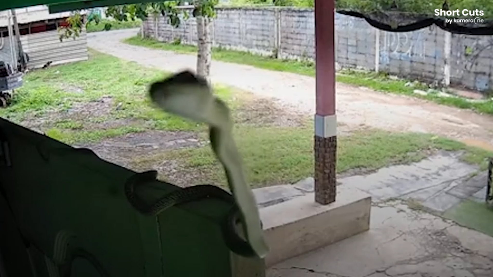 Φίδι ανακαλύπτει κάμερα ασφαλείας και ποζάρει για&#8230; selfie