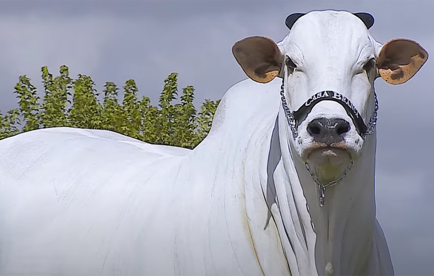 Η ακριβότερη αγελάδα στον κόσμο κοστίζει 4 εκατομμύρια δολάρια