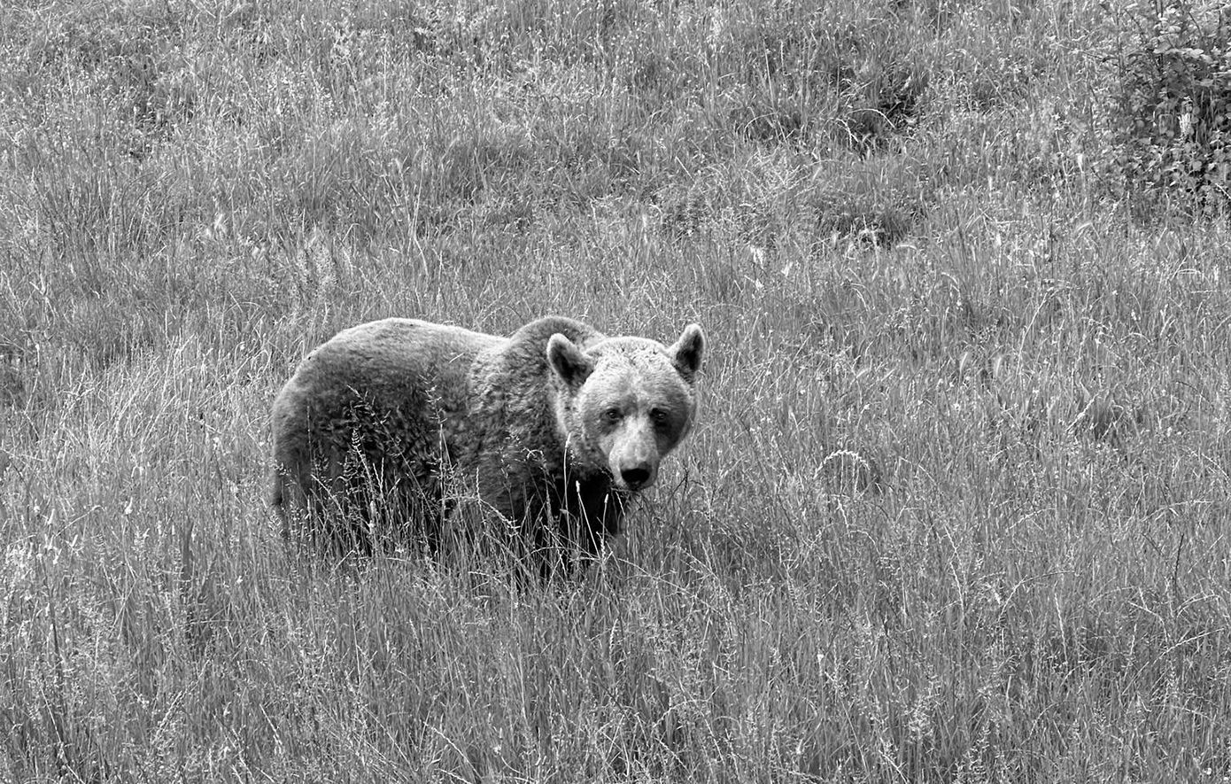 Πέθανε η αρκούδα Μπάρμπαρα – Είχε έρθει από τη Γιουγκοσλαβία το 1999