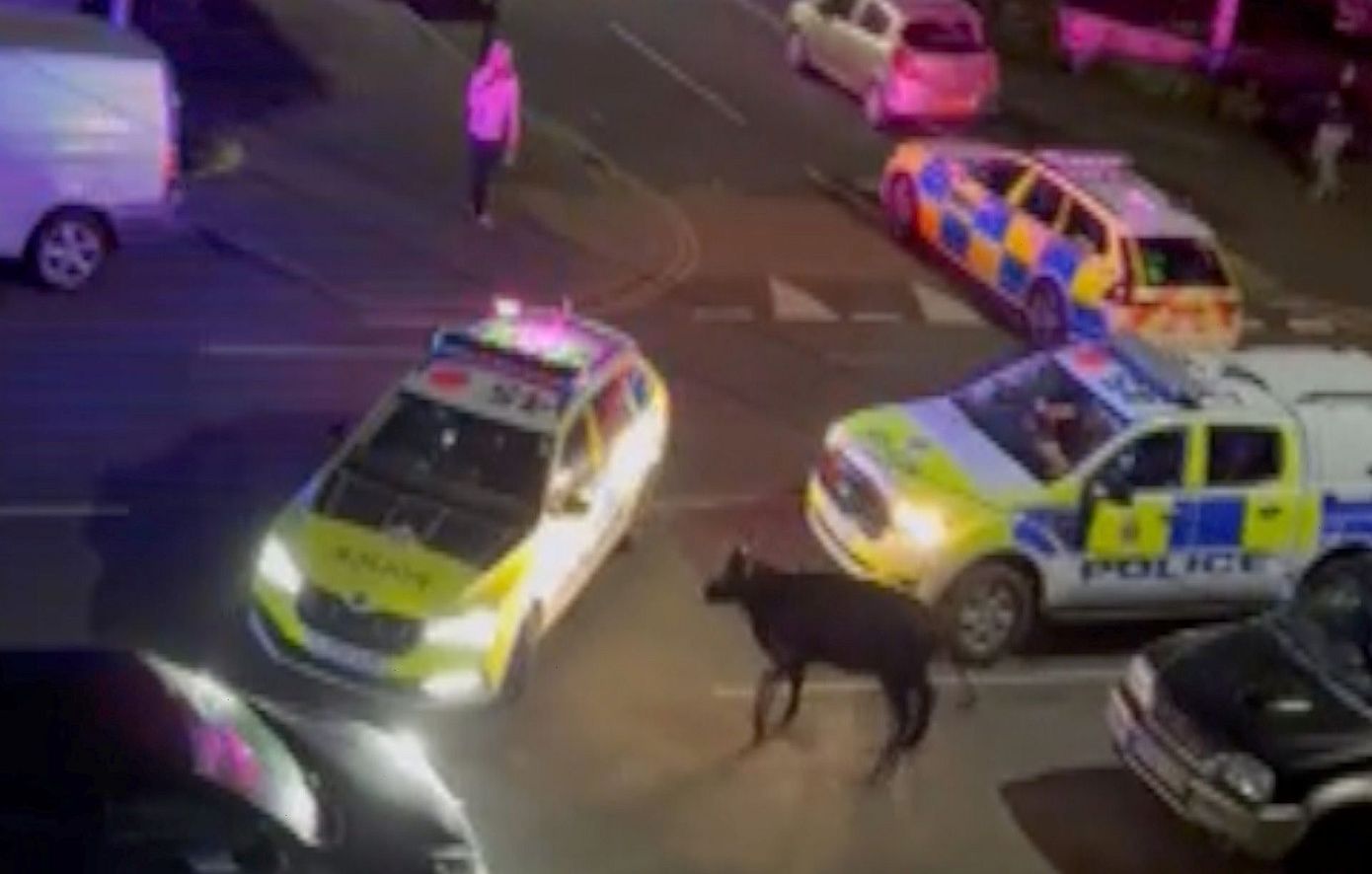 Βρετανία: Αστυνομικός χτύπησε με το υπηρεσιακό του όχημα μια αγελάδα και&#8230; τιμωρήθηκε