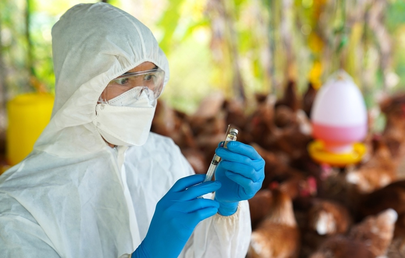 Εμβόλια mRNA στη μάχη κατά της γρίπης των πτηνών