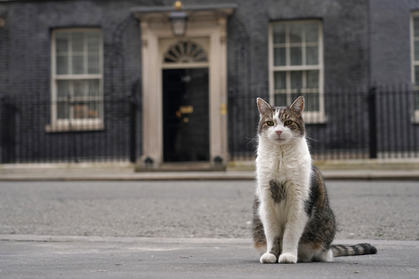 O γάτος της Ντάουνινγκ Στριτ, ένας πυλώνας σταθερότητας στη βρετανική πολιτική σκηνή