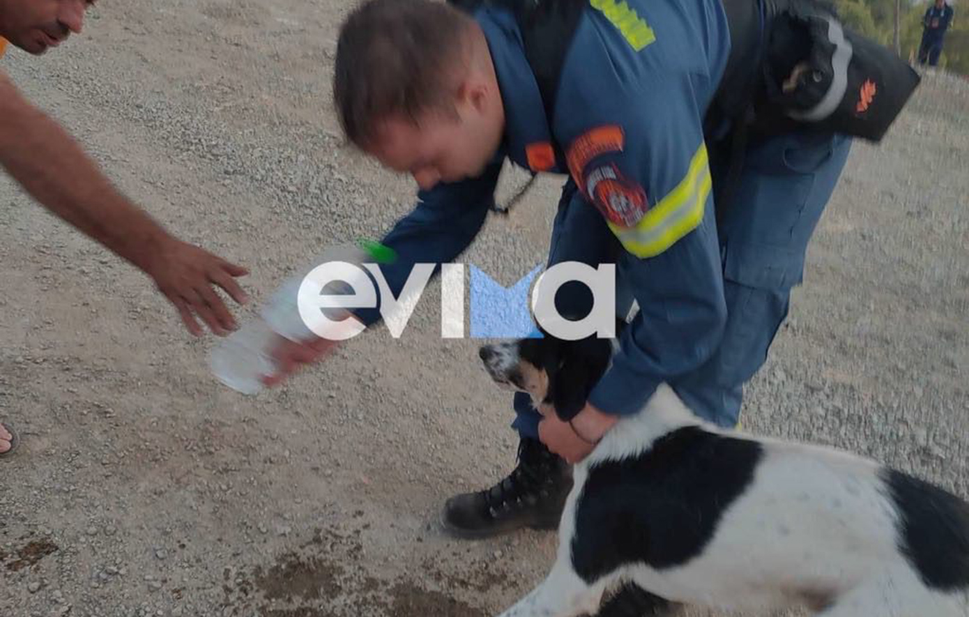 Φωτιά στην Εύβοια: Πυροσβέστες έσωσαν σκυλάκι – Το έβγαλαν από μαντρί που είχε περικυκλωθεί από τις φλόγες και του έδωσαν νερό