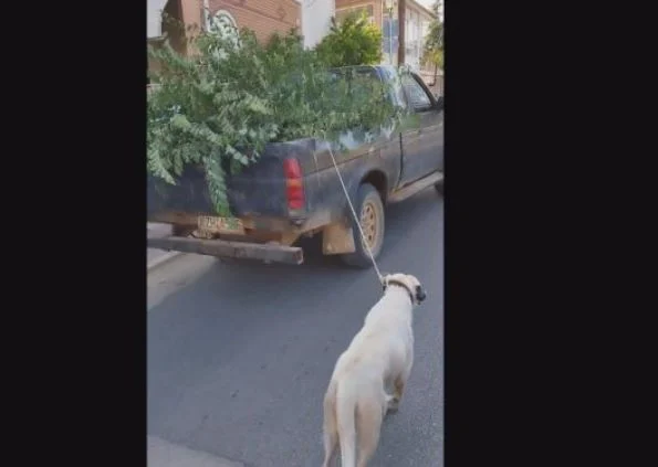 Αποτροπιασμός στην Κοζάνη: Έδεσε τον σκύλο του με σχοινί σε φορτηγάκι και τον έσυρε μέσα στο χωριό &#8211; Δείτε βίντεο