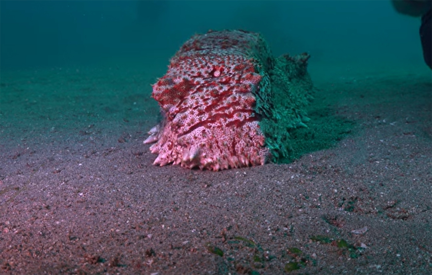 Γιγάντιο θαλάσσιο αγγούρι εντοπίζει κάμερα και κινείται προς το μέρος της