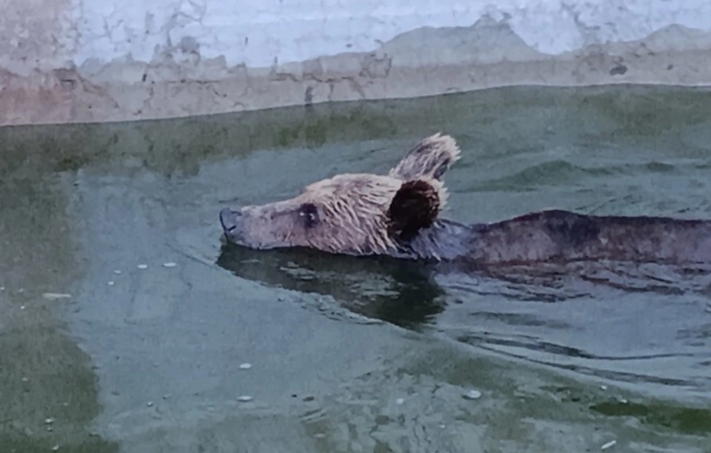 Αρκούδα εγκλωβίστηκε σε δεξαμενή νερού και απαιτήθηκε η κατασκευή αυτοσχέδιας ράμπας για να «δραπετεύσει»