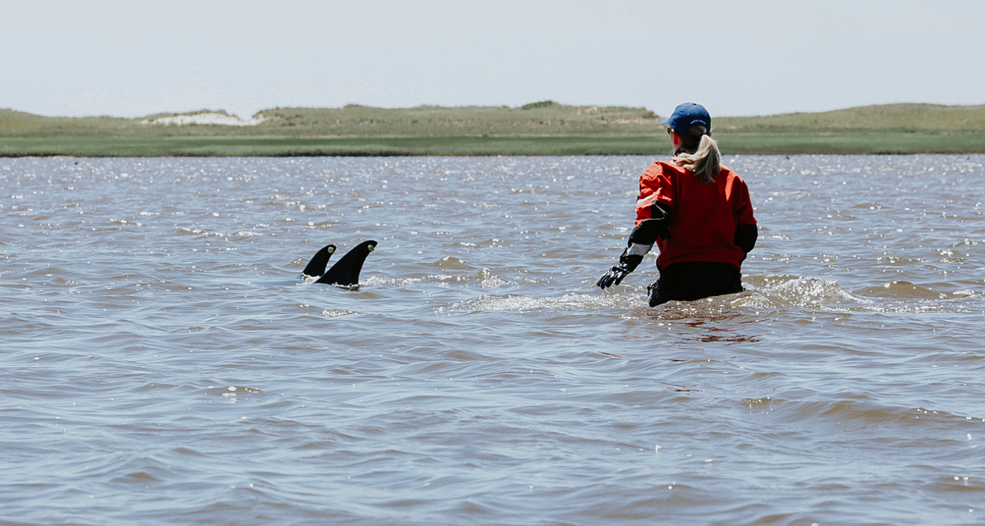 Τουλάχιστον 65 μαυροδέλφινα πέθαναν αφού εξόκειλαν στην ακτή νησιού της Σκωτίας