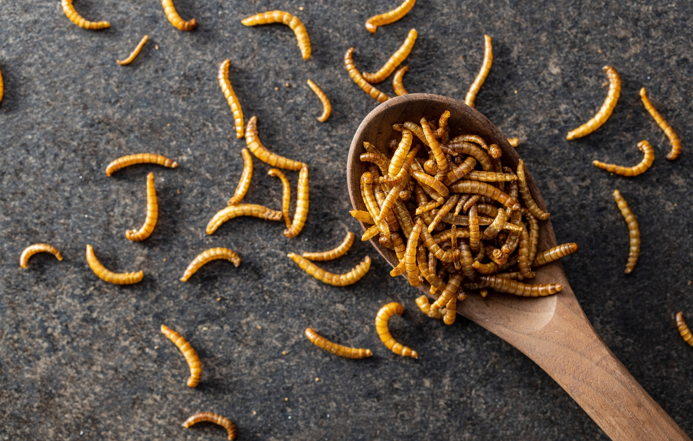 Αυτή η χώρα μόλις ενέκρινε 16 έντομα ως τροφή &#8211; Κεφτεδάκια με σκουλήκια και σούπα από ακρίδες