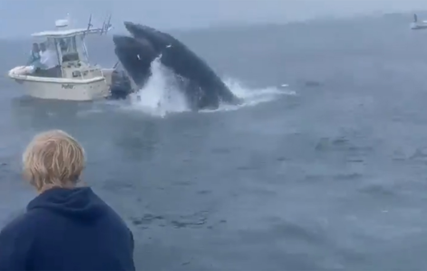 Από θαύμα γλίτωσαν ψαράδες όταν φάλαινα έπεσε επάνω στο σκάφος τους – Τρομακτικό βίντεο