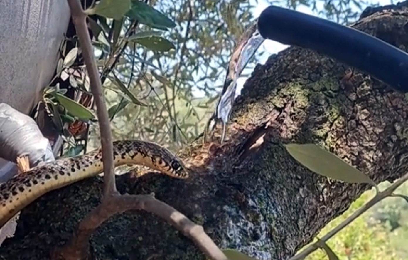 Άνδρας βλέπει φίδι και του δίνει νερό – Χαμός στο TikTok