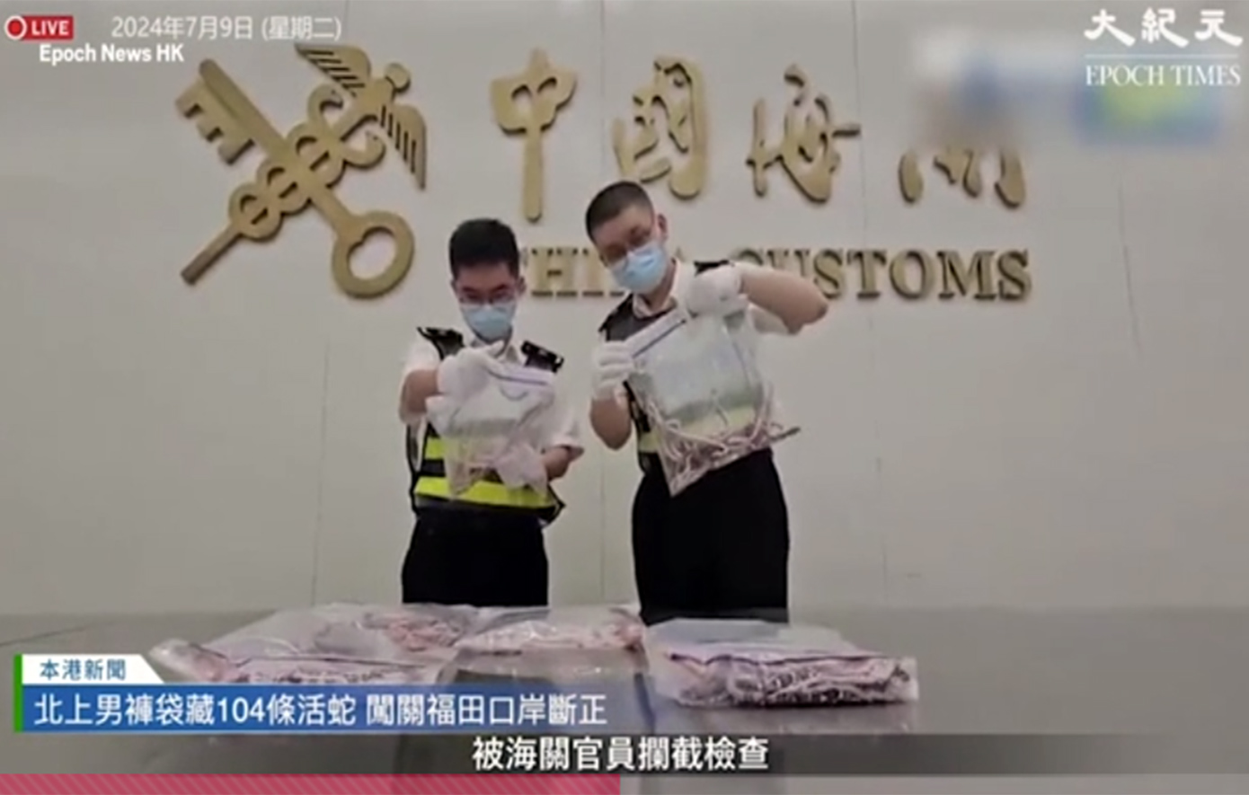 Άνδρας προσπάθησε να περάσει λαθραία 100 φίδια σε αεροδρόμιο κρυμμένα μέσα στο παντελόνι του