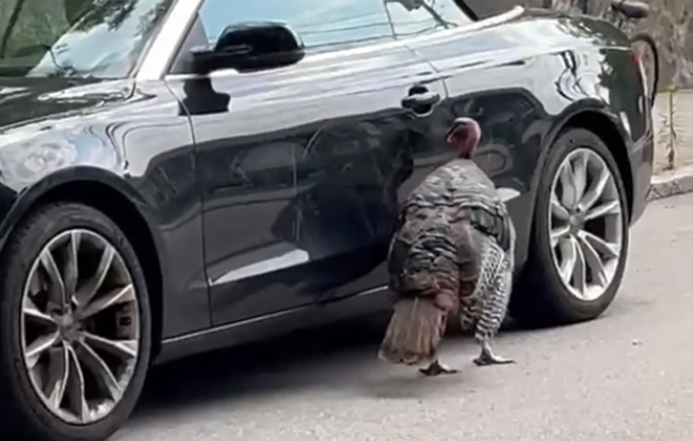 Αγριεμένη γαλοπούλα καταστρέφει ένα Audi – Απίστευτο βίντεο