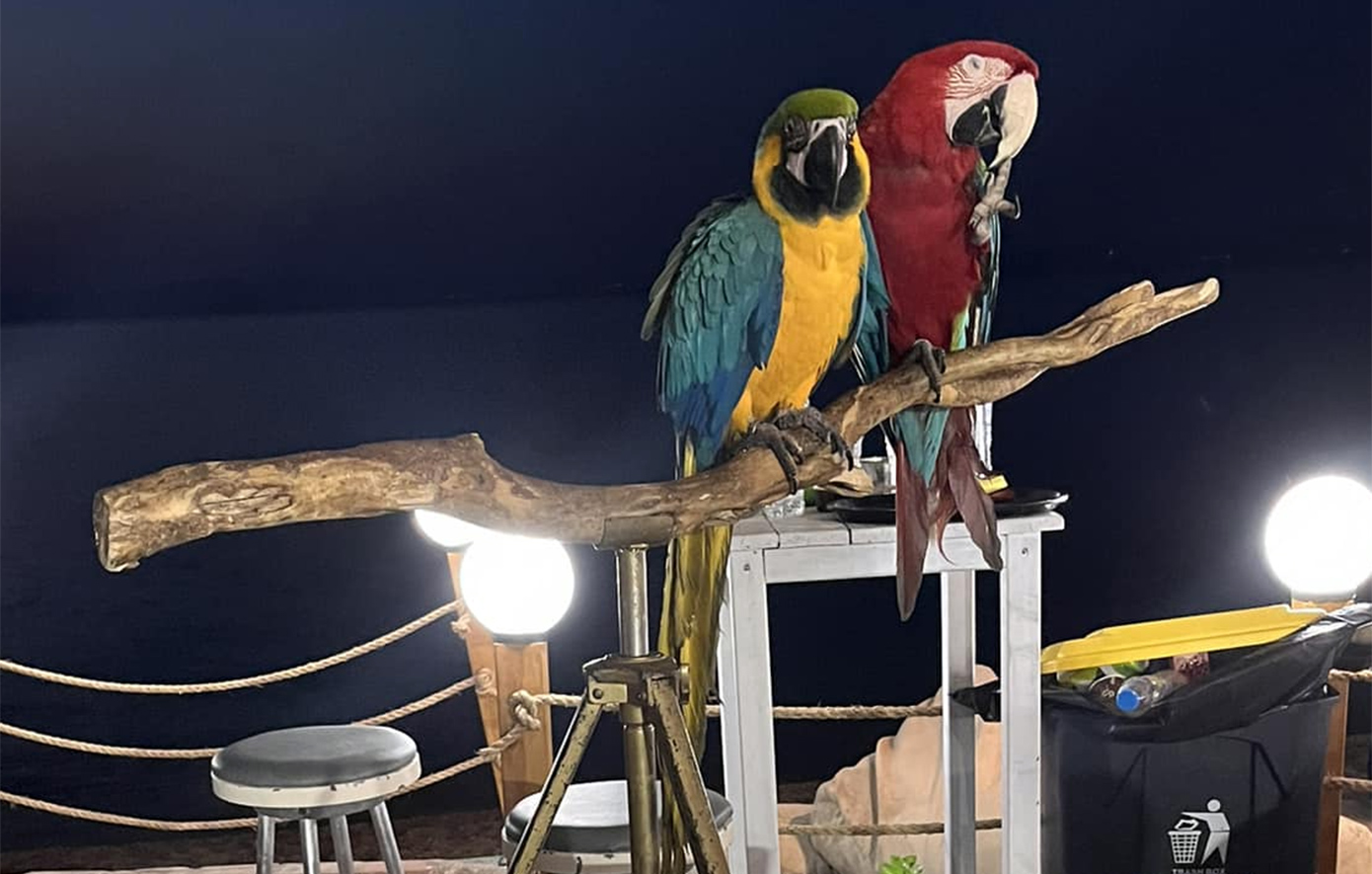 «Καμπάνα» 20.000 ευρώ σε ιδιοκτήτη ξενοδοχείου στη Χαλκιδική που χρησιμοποιούσε παπαγάλους ως «κράχτες»