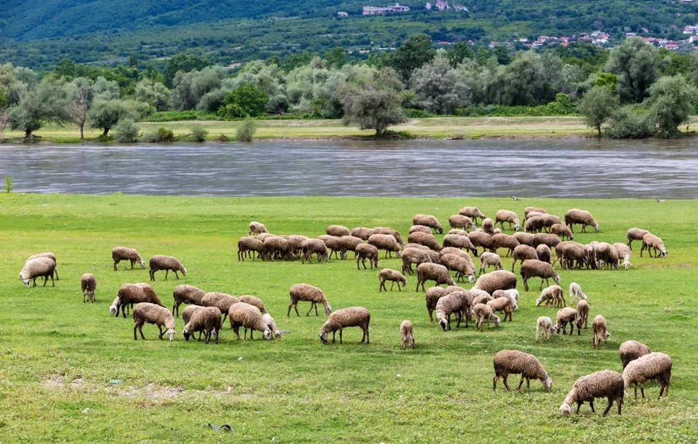 Κρούσμα πανώλης στην ορεινή Κορινθία: Τα μέτρα που λήφθηκαν για τον περιορισμό της μόλυνσης των ζώων