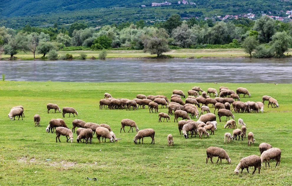 Κρούσμα πανώλης των μικρών μηρυκαστικών σε κτηνοτροφική εκμετάλλευση στην ορεινή Κορινθία