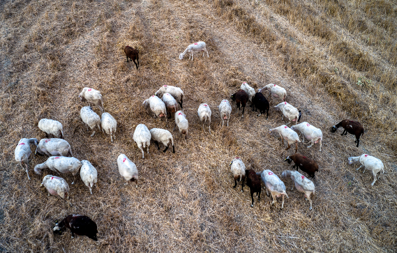 «Πονοκέφαλος» για τους κτηνοτρόφους η πανώλη των αιγοπροβάτων &#8211; Κλείνουν η μία μετά την άλλη οι φάρμες
