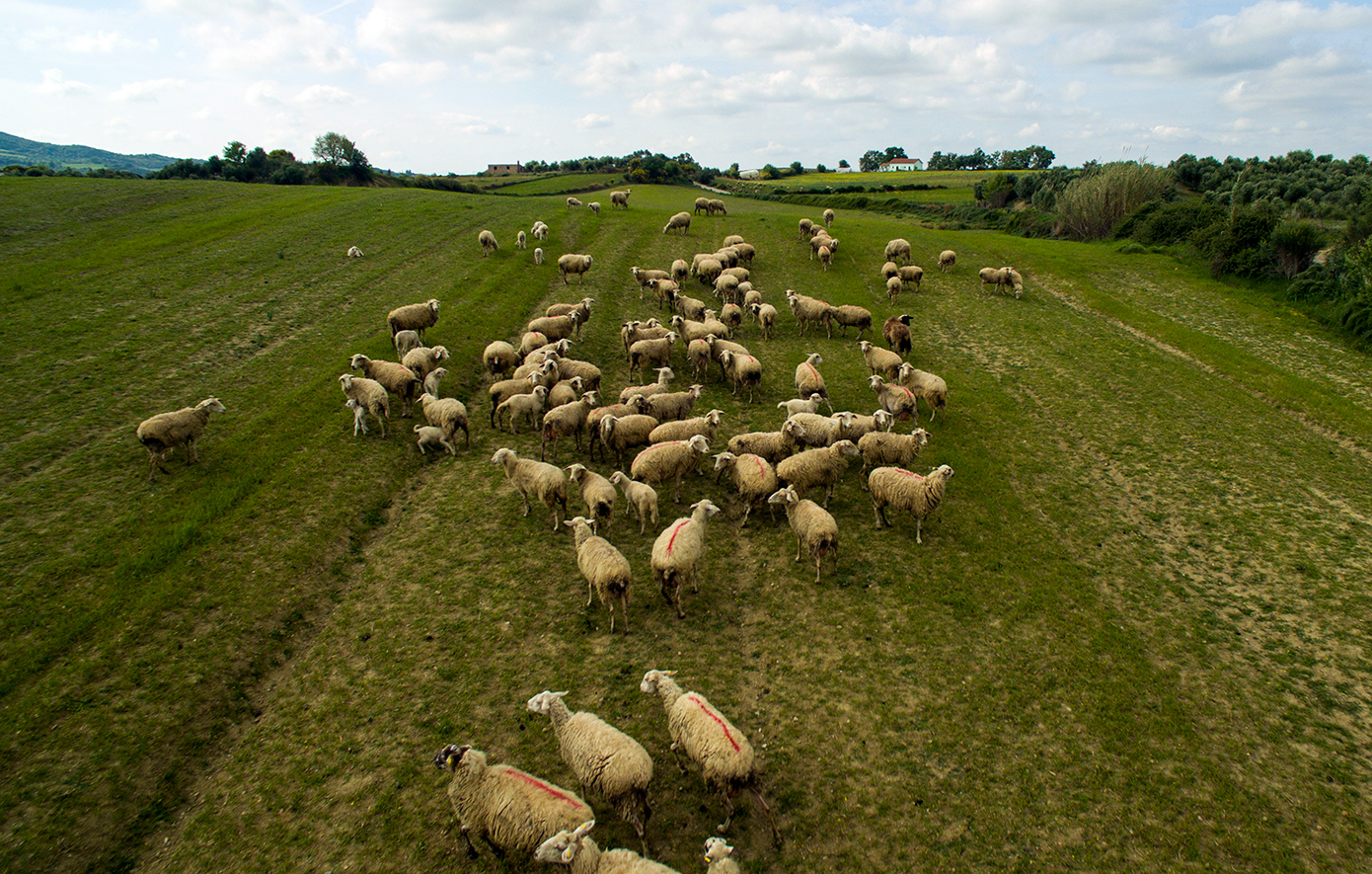 Κρούσματα πανώλης και σε αιγοπρόβατα στην Ηλεία &#8211; Έλεγχος στις κτηνοτροφικές μονάδες τους
