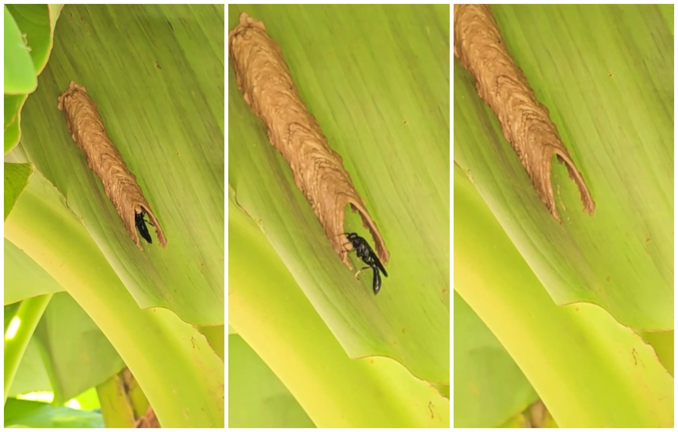 Βίντεο που δείχνει πώς φτιάχνει τη φωλιά της μια σφήκα