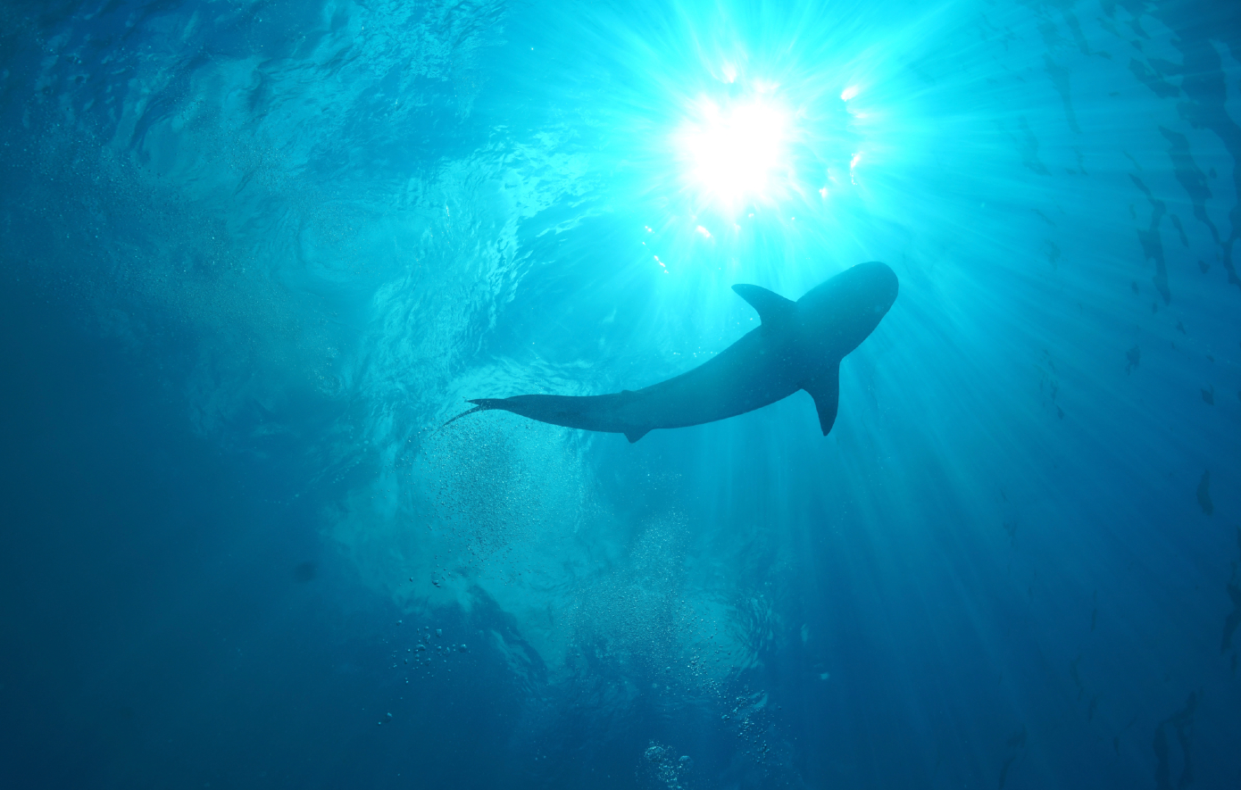 Ένα είδος καρχαρία μπορεί να μας αποκαλύψει μυστικά μακροζωίας