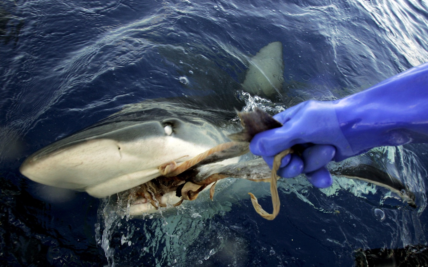 Αδιανόητες καταστάσεις! Οι καρχαρίες της Βραζιλίας παίρνουν άθελά τους&#8230; κοκαΐνη