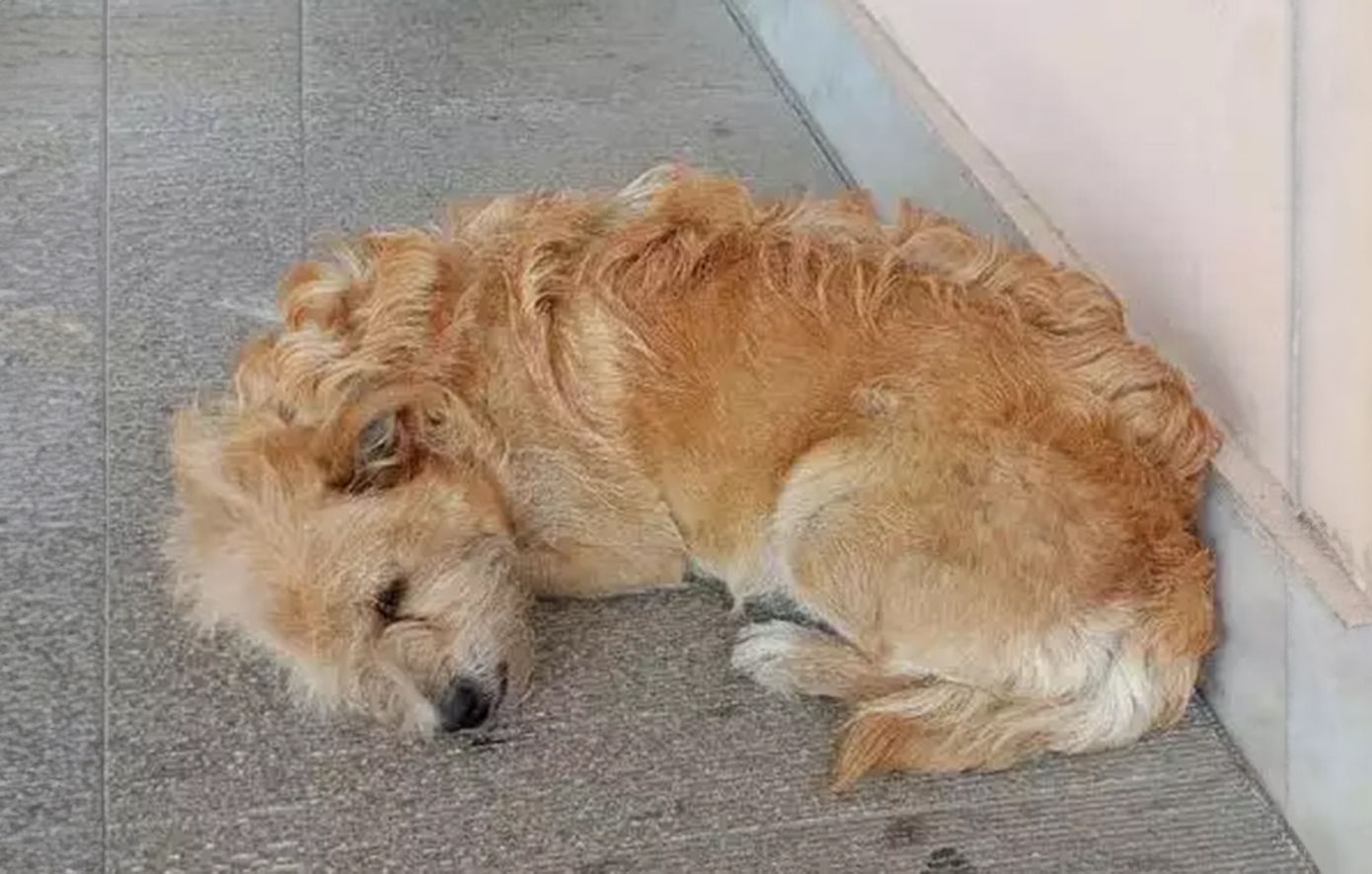 Ο «Χάτσικο» των Τρικάλων: Ο σκύλος που περιμένει τον νεκρό ιδιοκτήτη του έξω από το νοσοκομείο