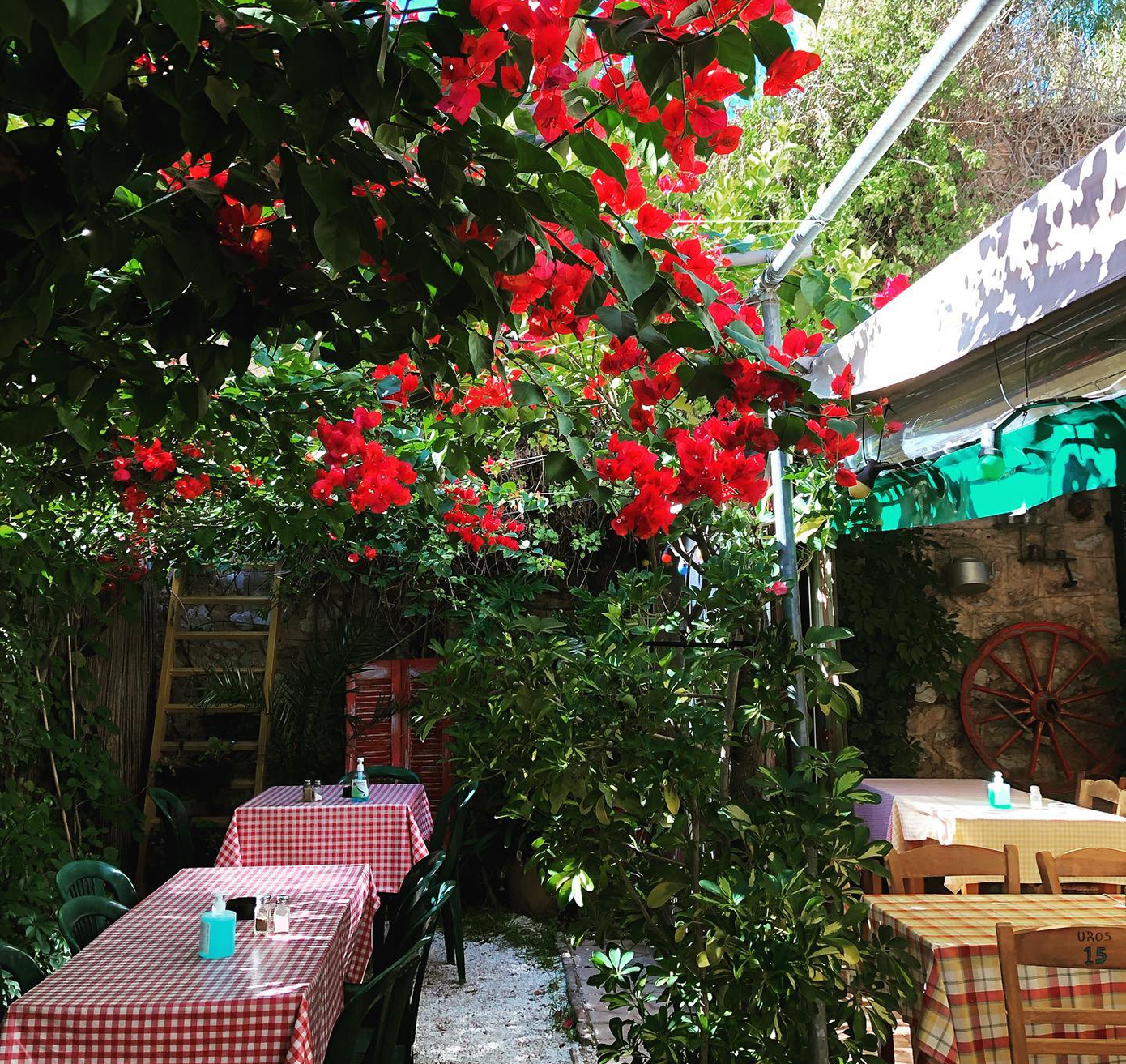 Τσομπανάκος Τσομπανάκος